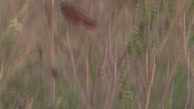 Yellow-chinned Spinetail - ML633775858