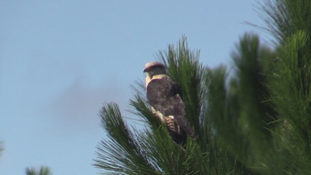 Yellow-headed Caracara - ML633775883