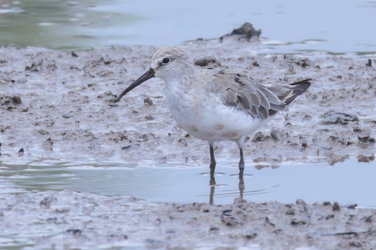 Curlew Sandpiper - ML633775922