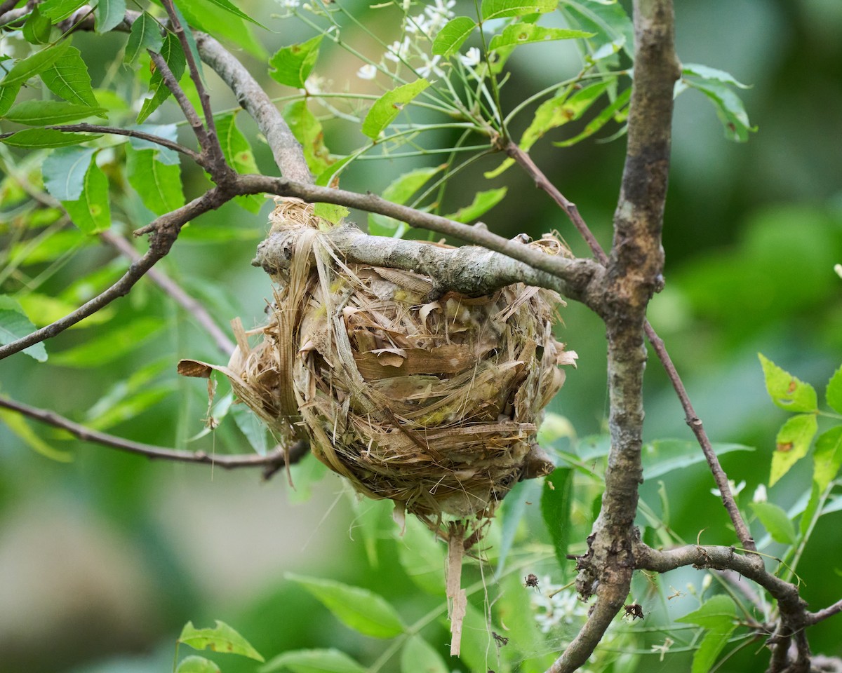 Black-hooded Oriole - ML633776114