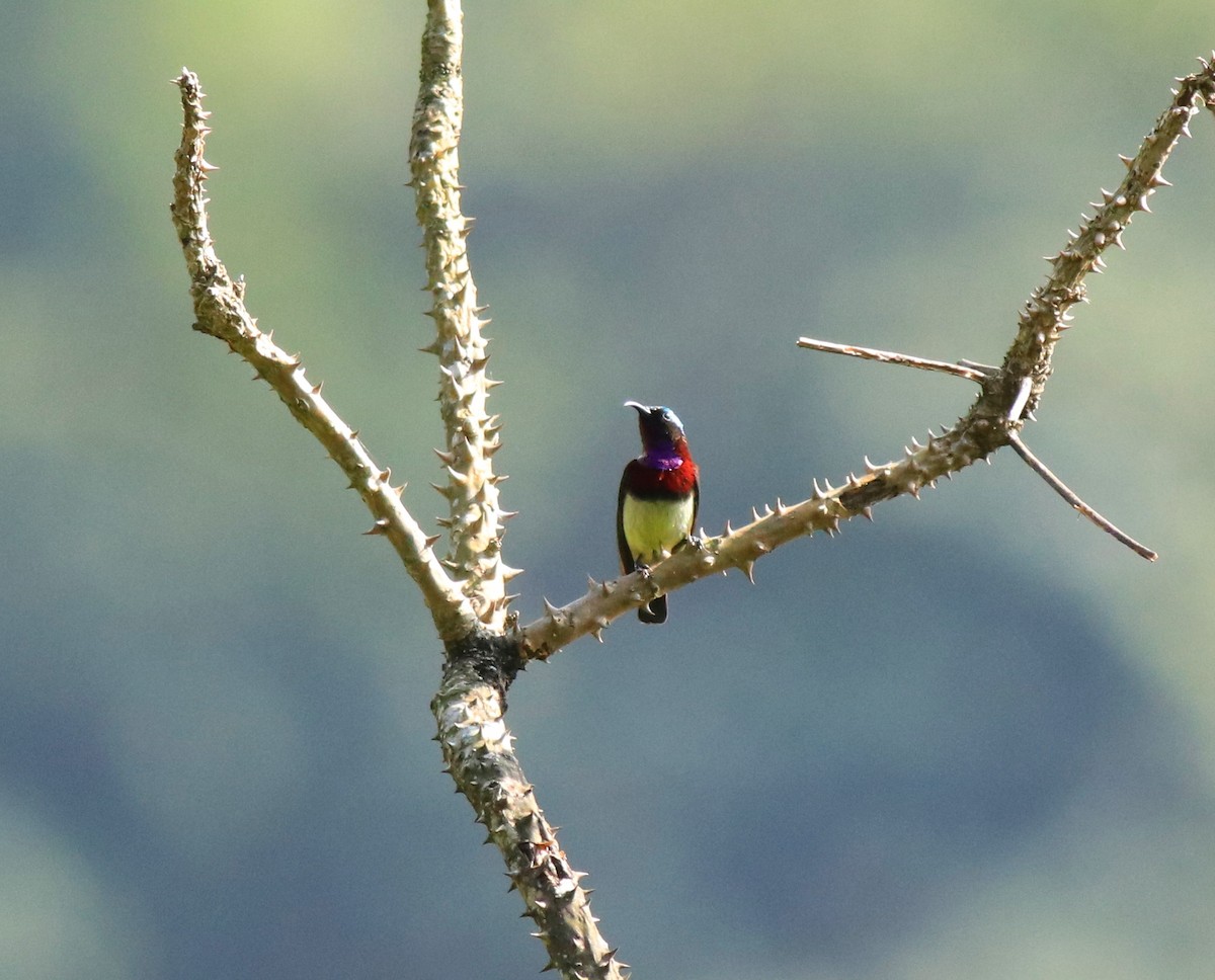 Crimson-backed Sunbird - ML633776125