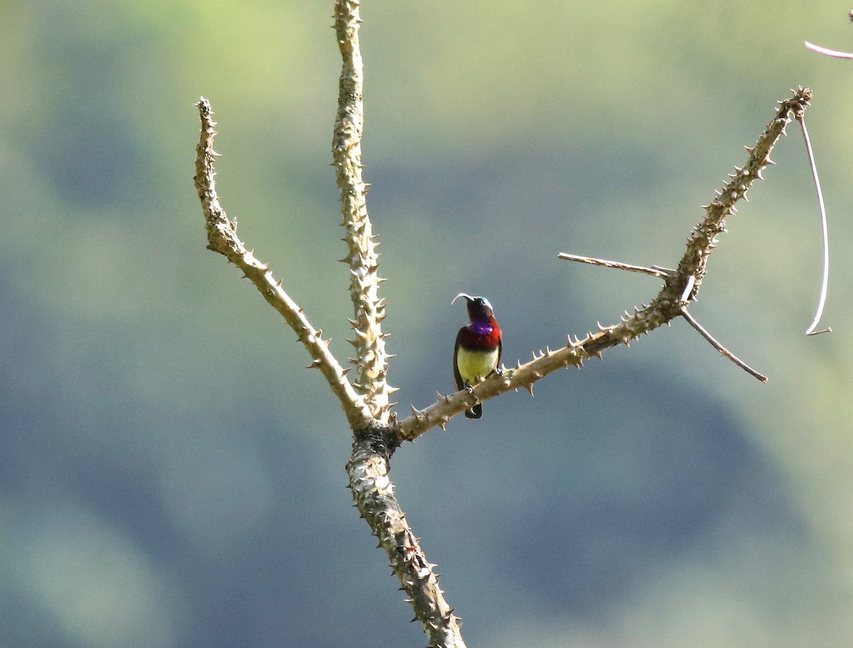 Crimson-backed Sunbird - ML633776126