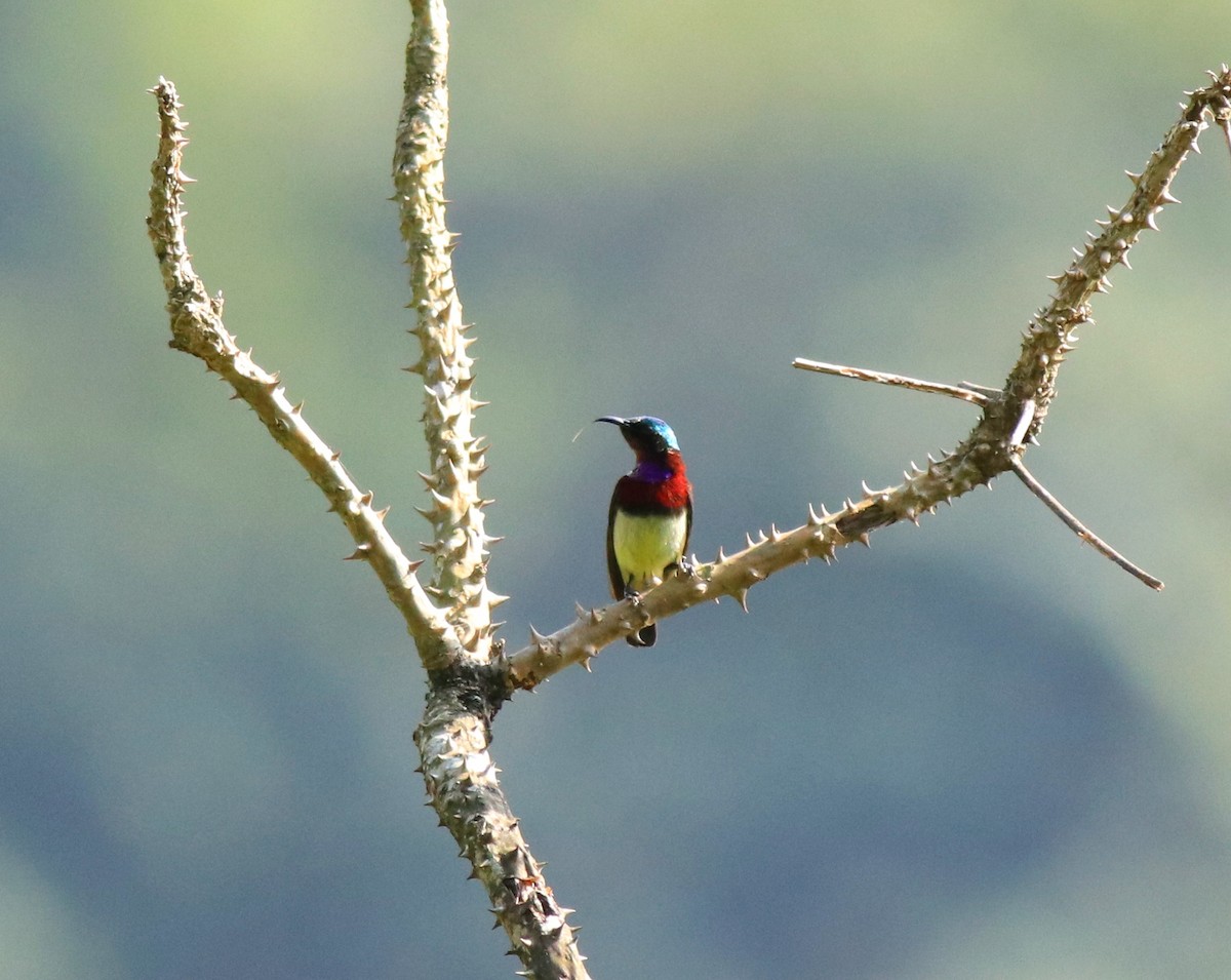 Crimson-backed Sunbird - ML633776127