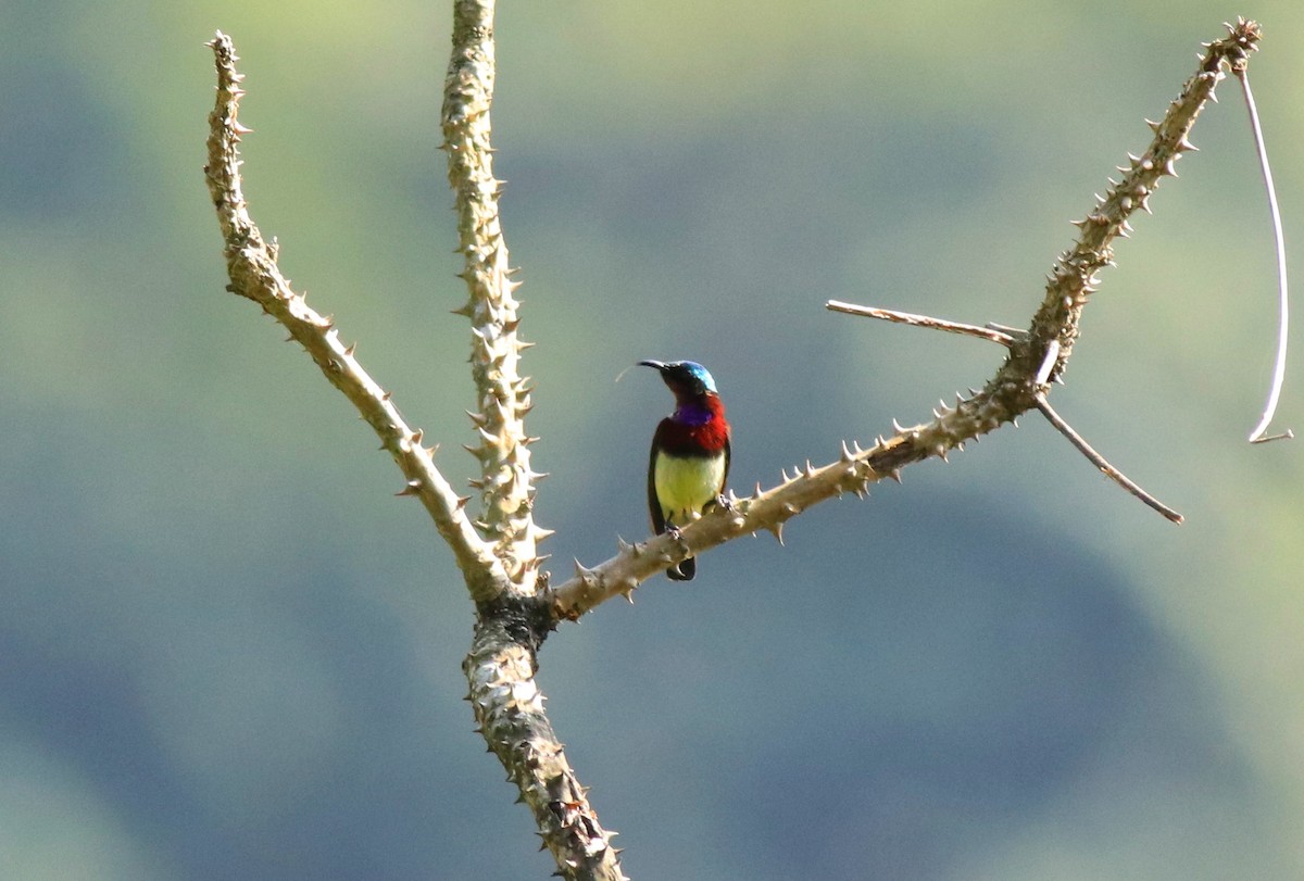 Crimson-backed Sunbird - ML633776128