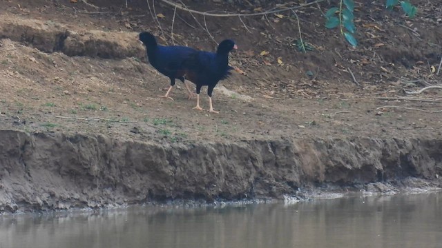 Crestless Curassow - ML633776158