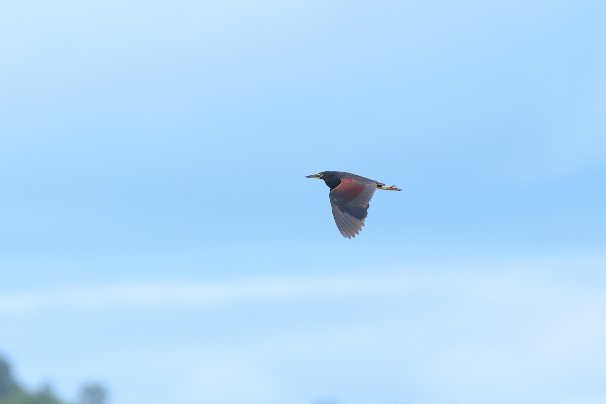 クロアマサギ - ML633776196