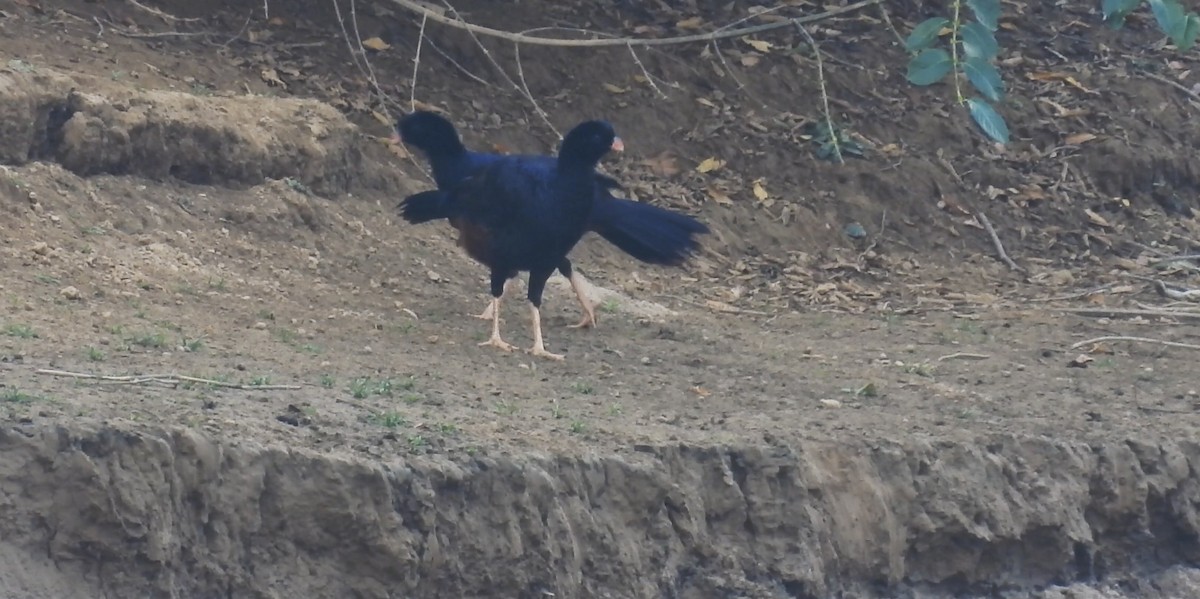 Crestless Curassow - ML633776216