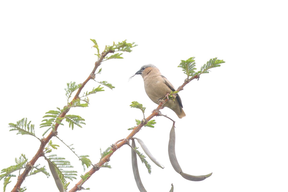 Gray-capped Social-Weaver - ML633776269