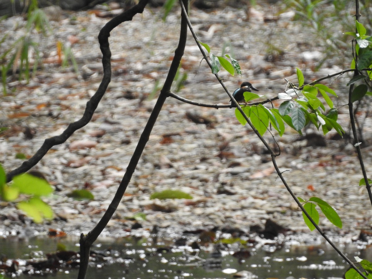Malaysian Blue-banded Kingfisher - ML633776350