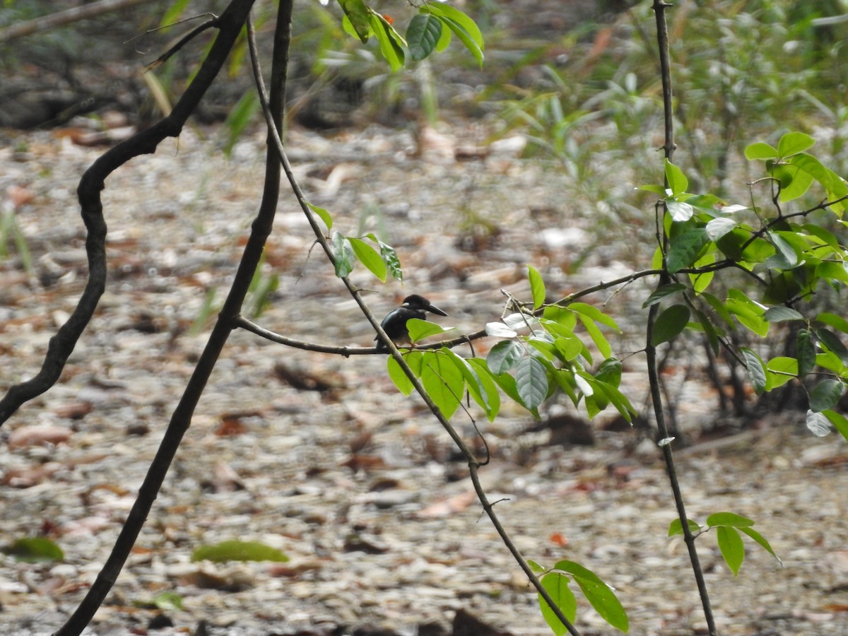 Malaysian Blue-banded Kingfisher - ML633776351