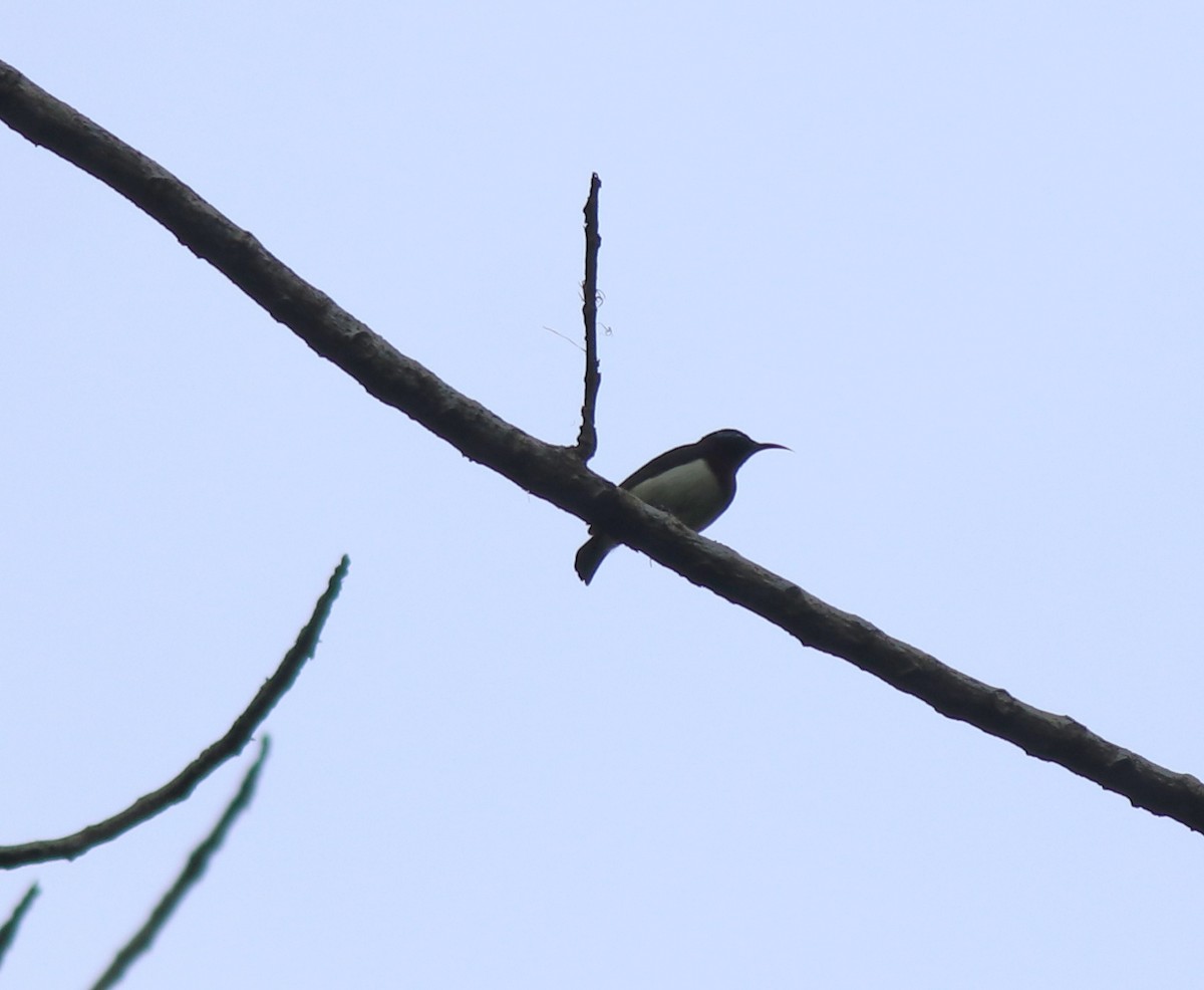 Crimson-backed Sunbird - ML633776364
