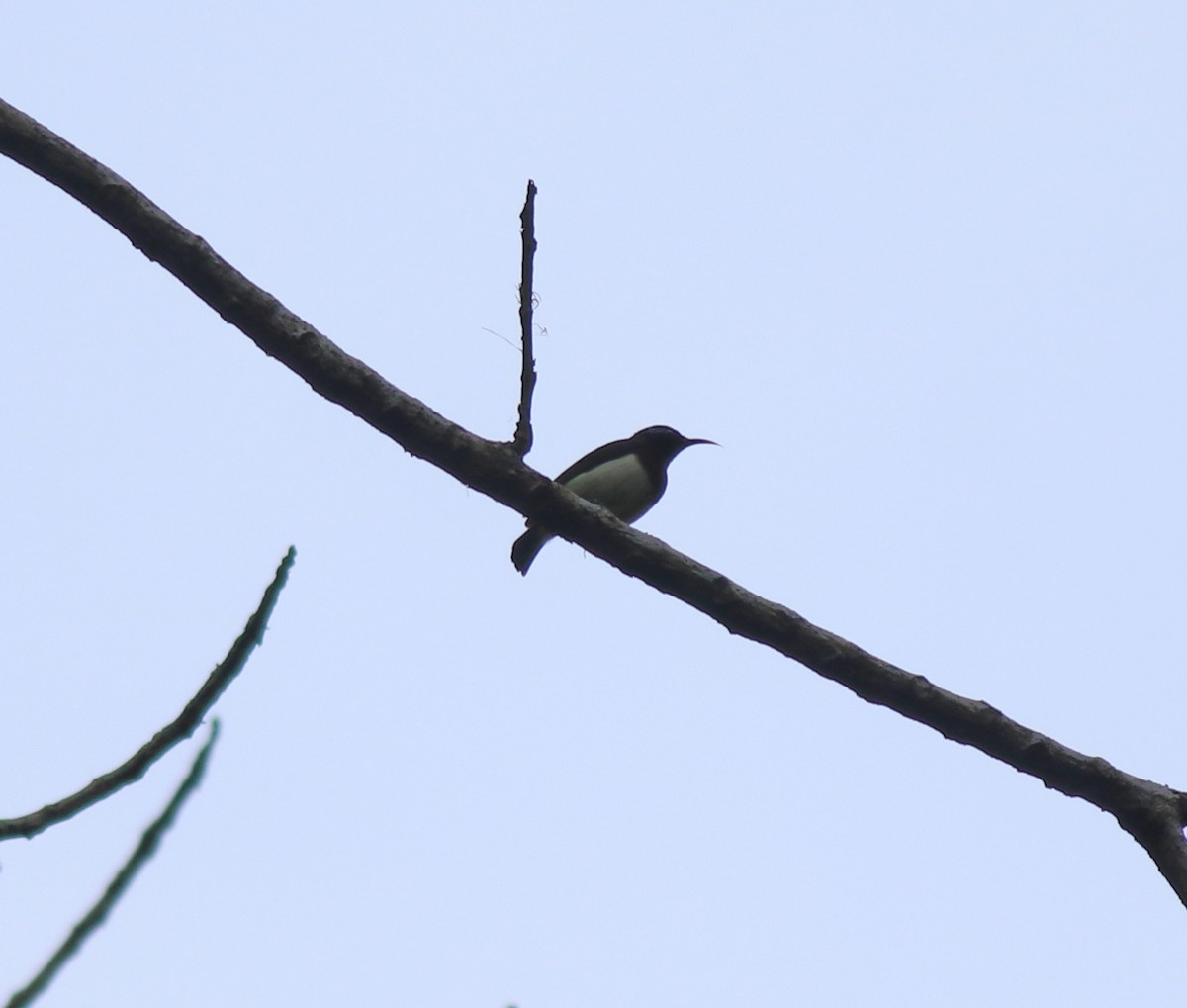 Crimson-backed Sunbird - ML633776365