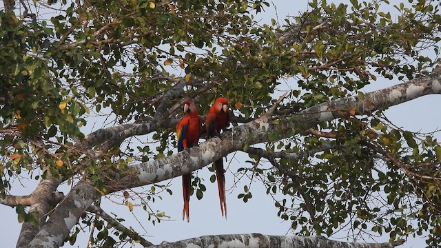 Scarlet Macaw - ML633776399