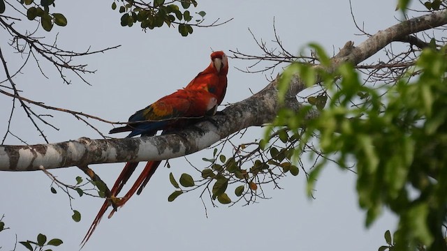Scarlet Macaw - ML633776402