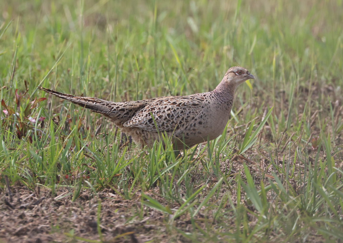 Ring-necked Pheasant - ML633776447