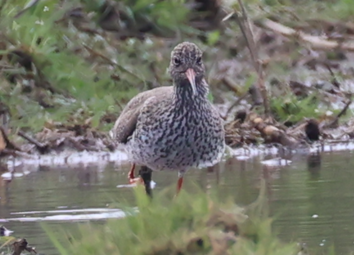 Common Redshank - ML633776453