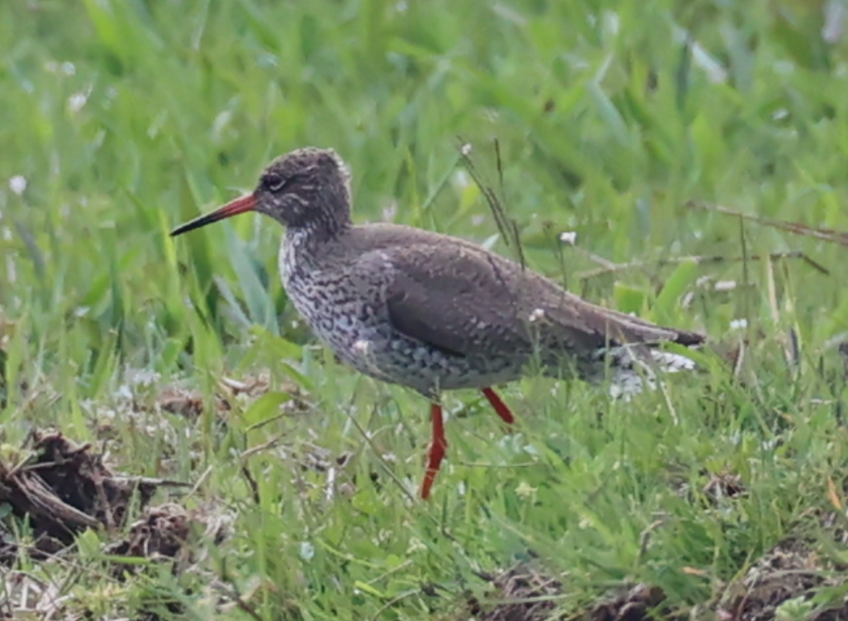 Common Redshank - ML633776454
