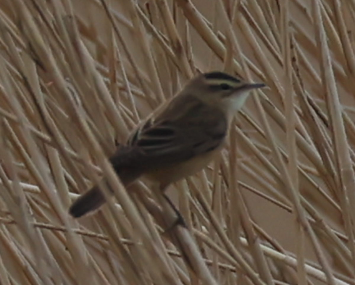 Sedge Warbler - ML633776464