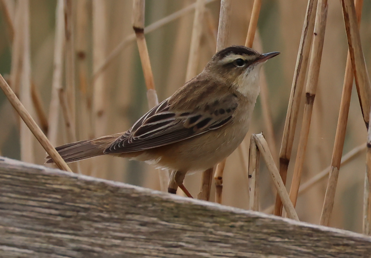 Sedge Warbler - ML633776465
