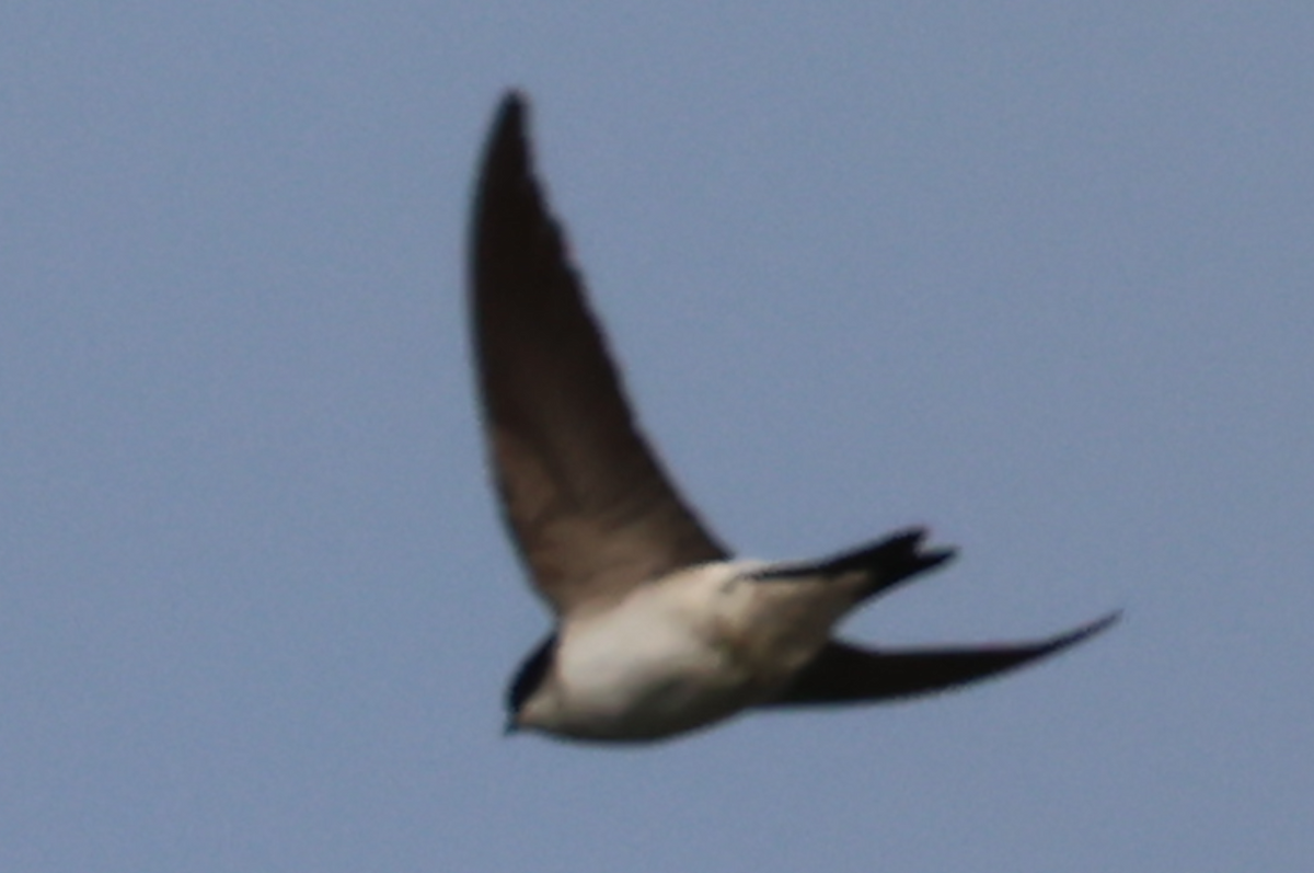 Western House-Martin - ML633776475