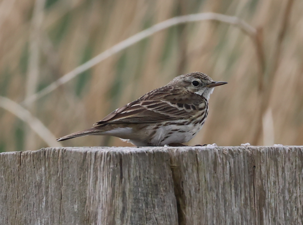 Meadow Pipit - ML633776479