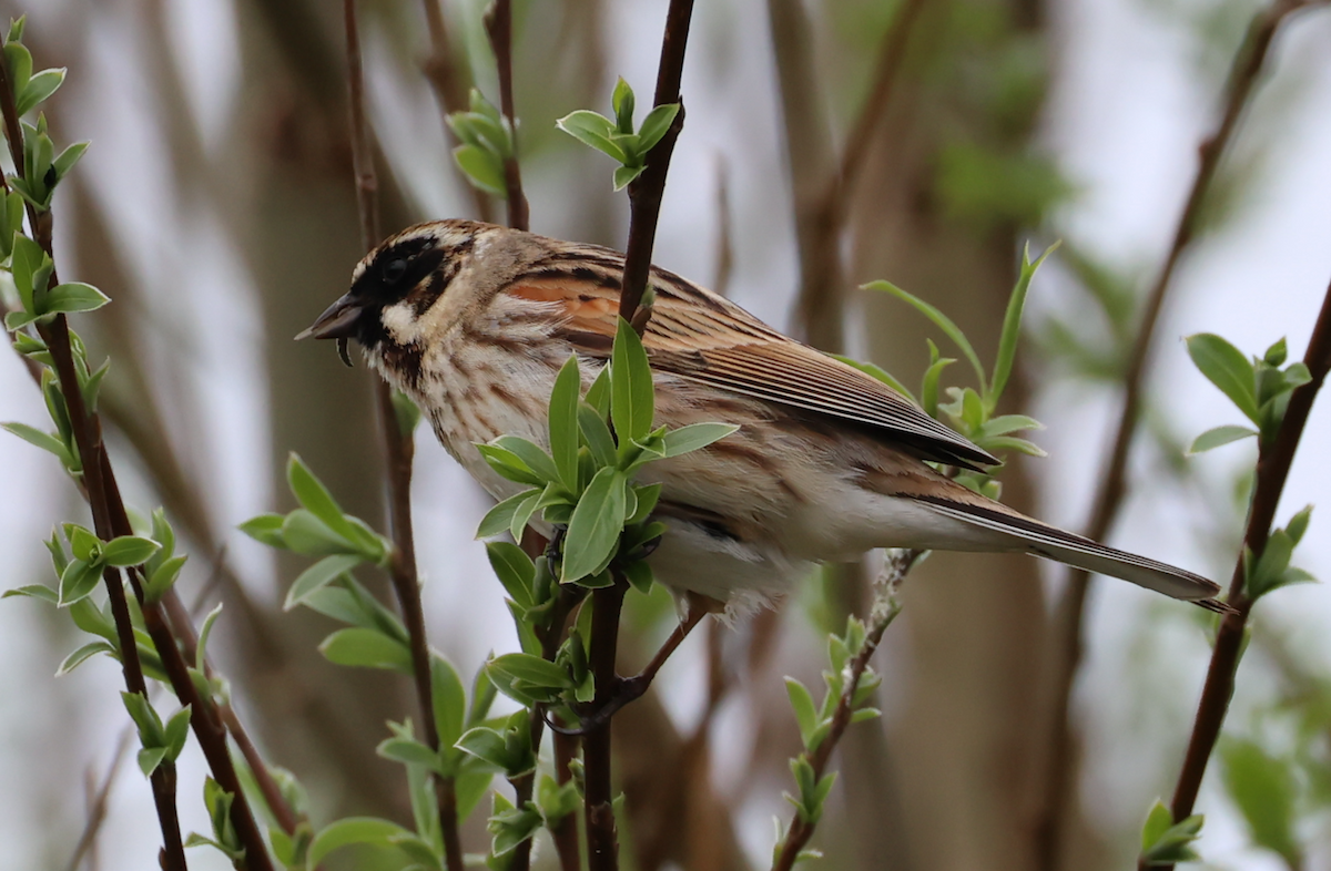 Reed Bunting - ML633776490