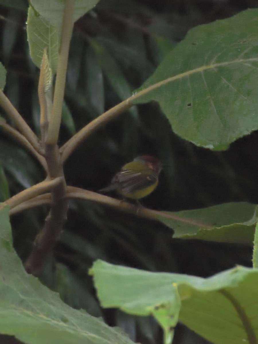Rufous-crowned Tody-Flycatcher - ML633776711