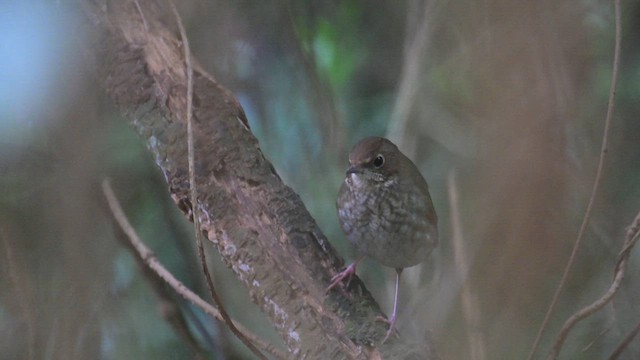 Rufous-tailed Robin - ML633776739