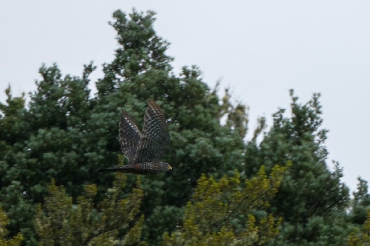 New Zealand Falcon - ML633776741