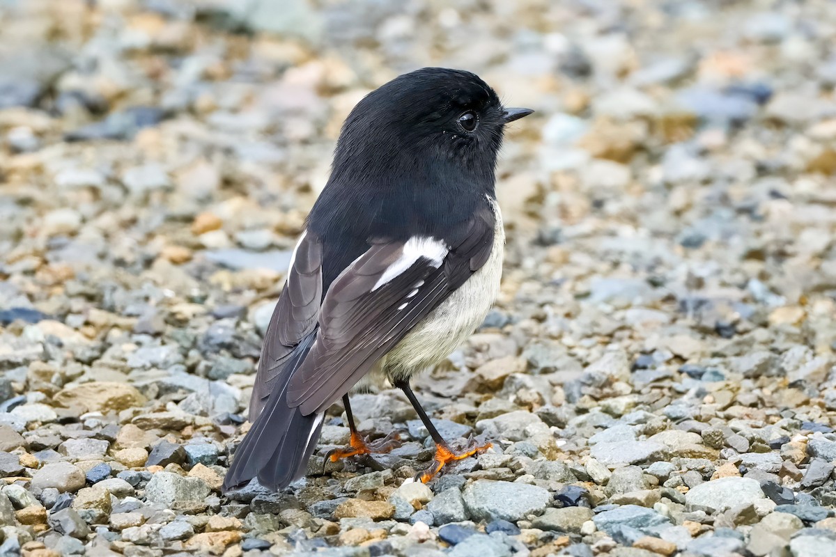 Tomtit (New Zealand) - ML633776761