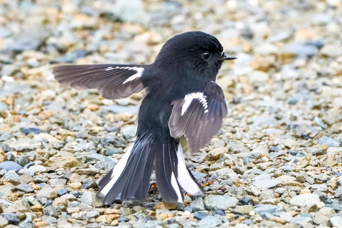Tomtit (New Zealand) - ML633776765