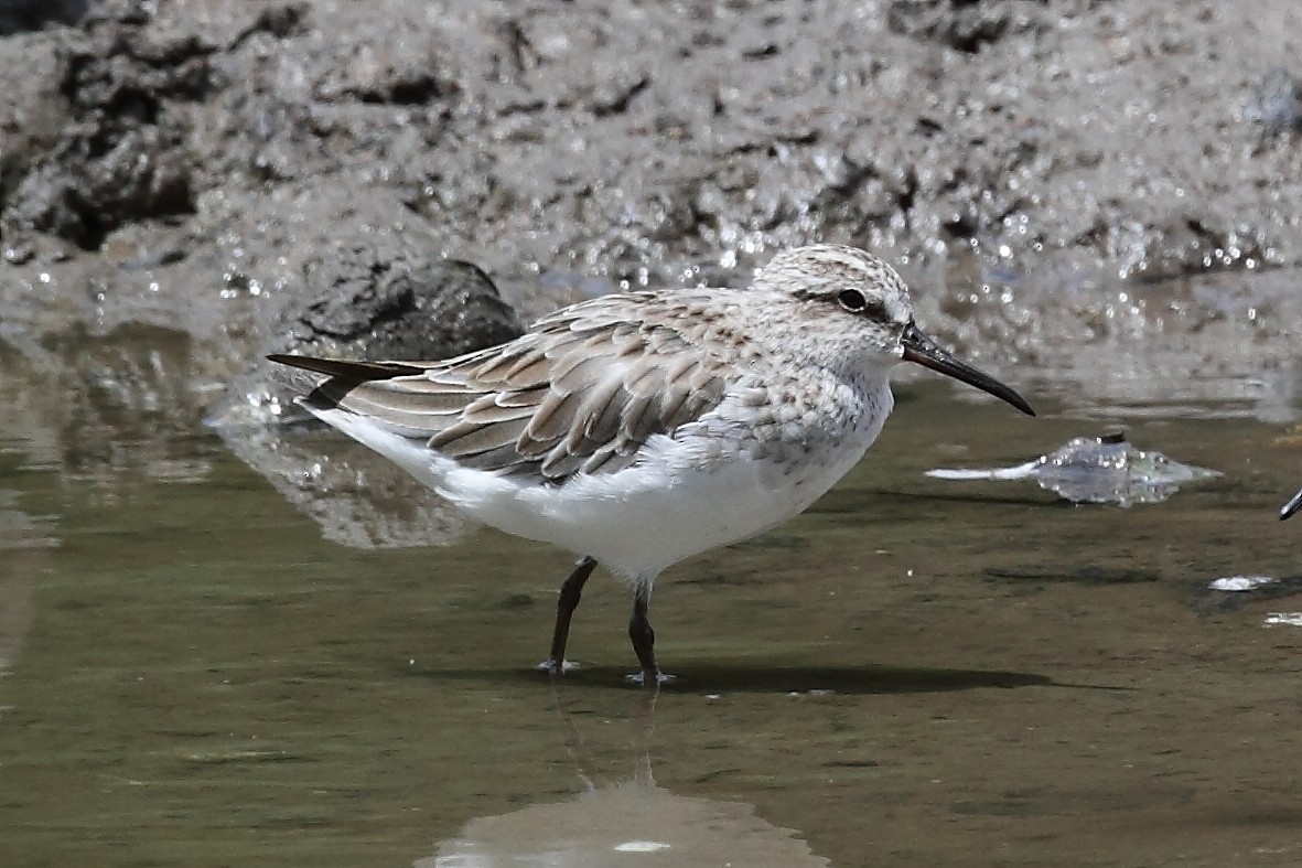 Сянби элсэг - ML633776767