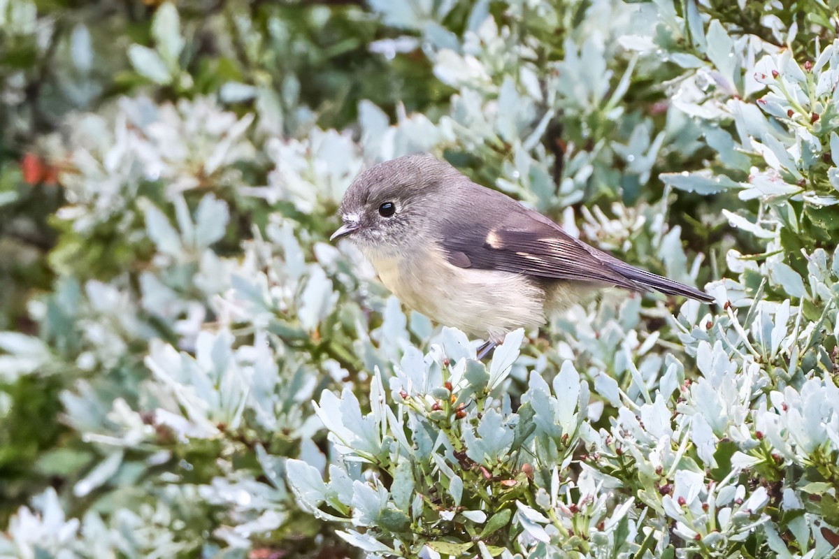Tomtit (New Zealand) - ML633776770