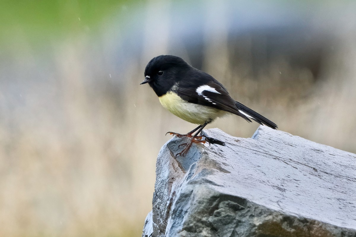 Tomtit (New Zealand) - ML633776771