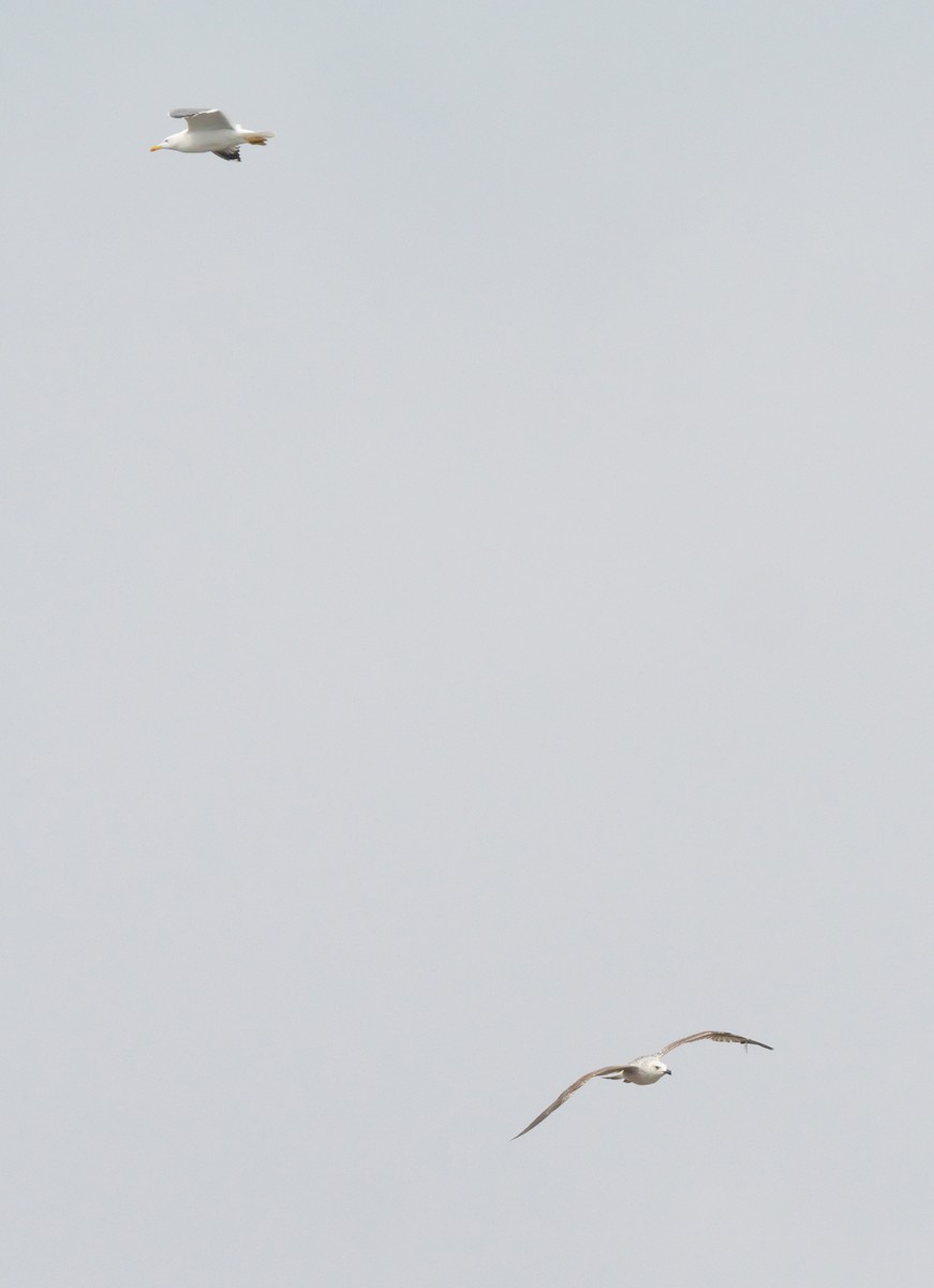 Yellow-legged Gull - ML633776773