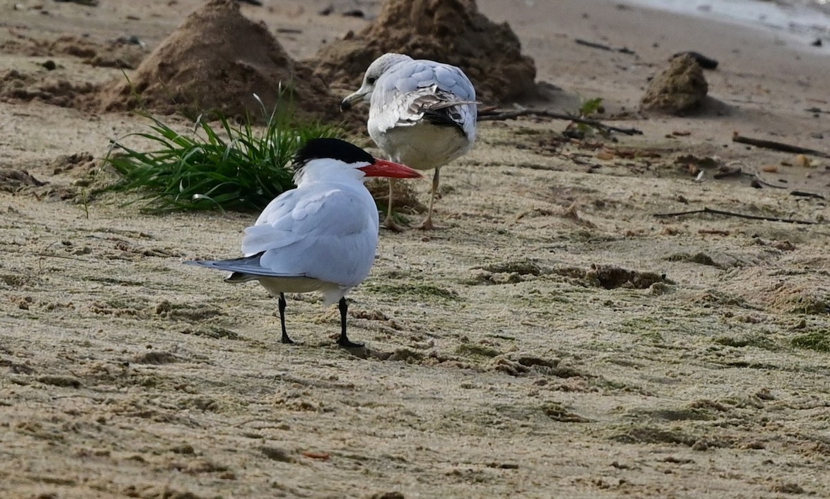 Caspian Tern - ML633776786