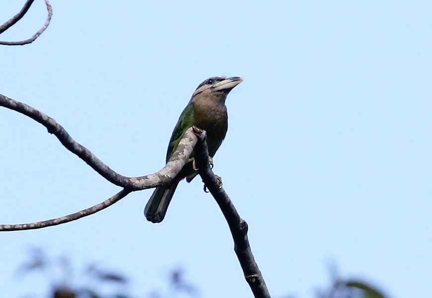 Red-vented Barbet - ML633776801