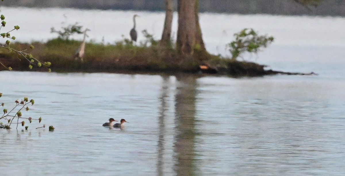 Red-breasted Merganser - ML633776804