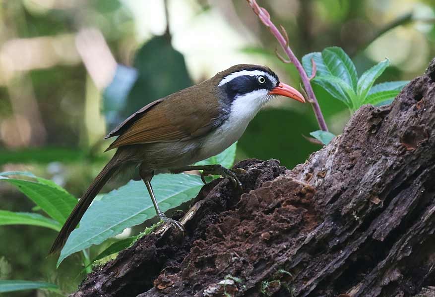 Brown-crowned Scimitar-Babbler - ML633776827