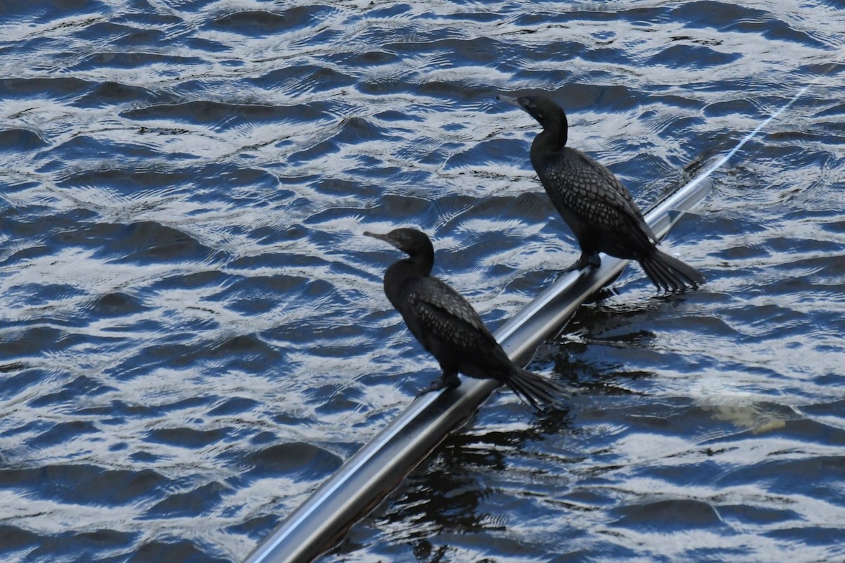 Little Black Cormorant - ML633776846