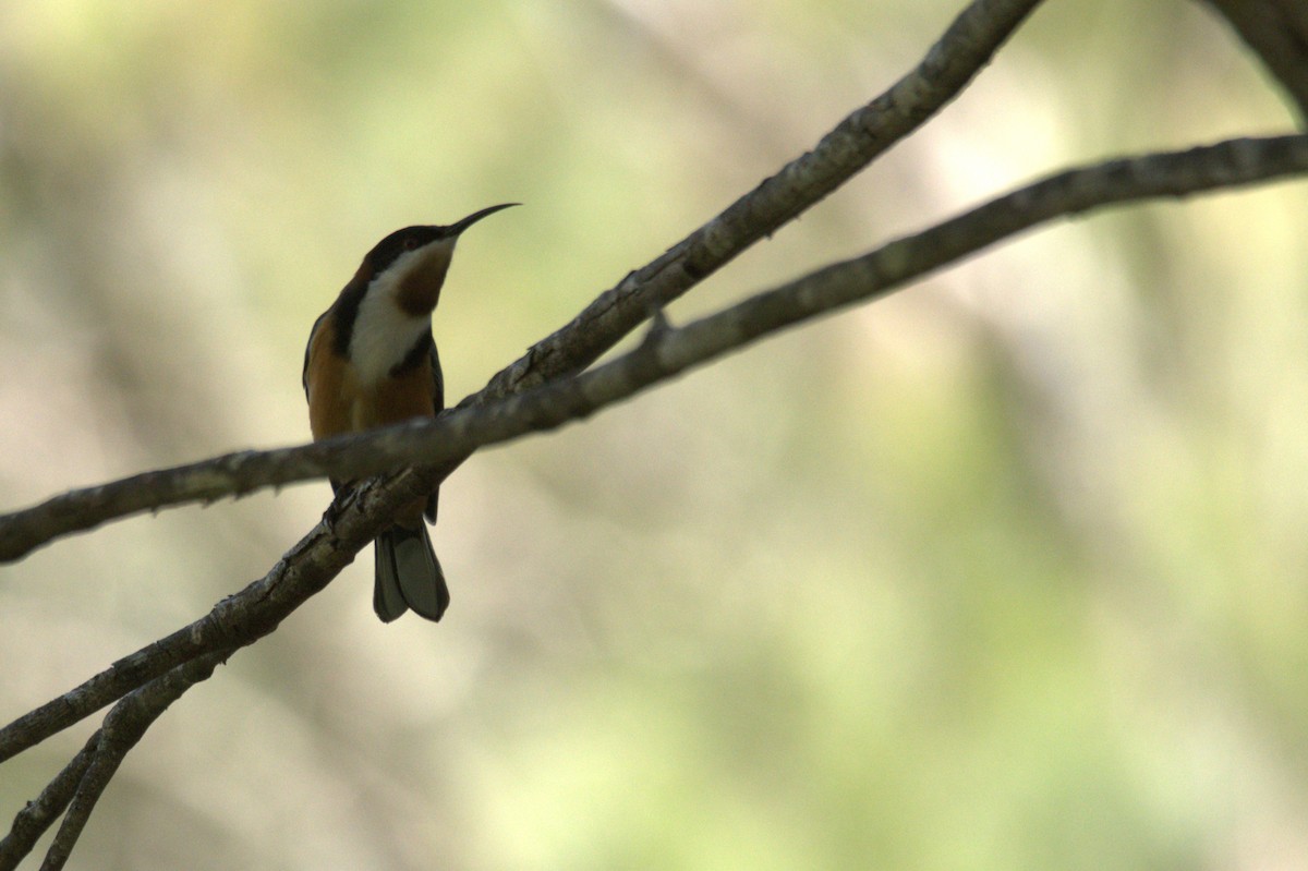 Eastern Spinebill - ML633776849