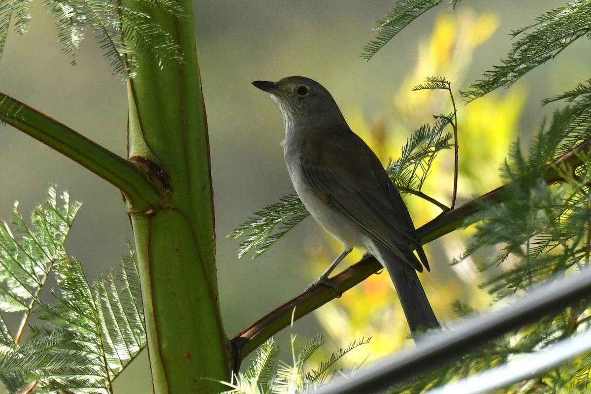 Gray Shrikethrush - ML633776857
