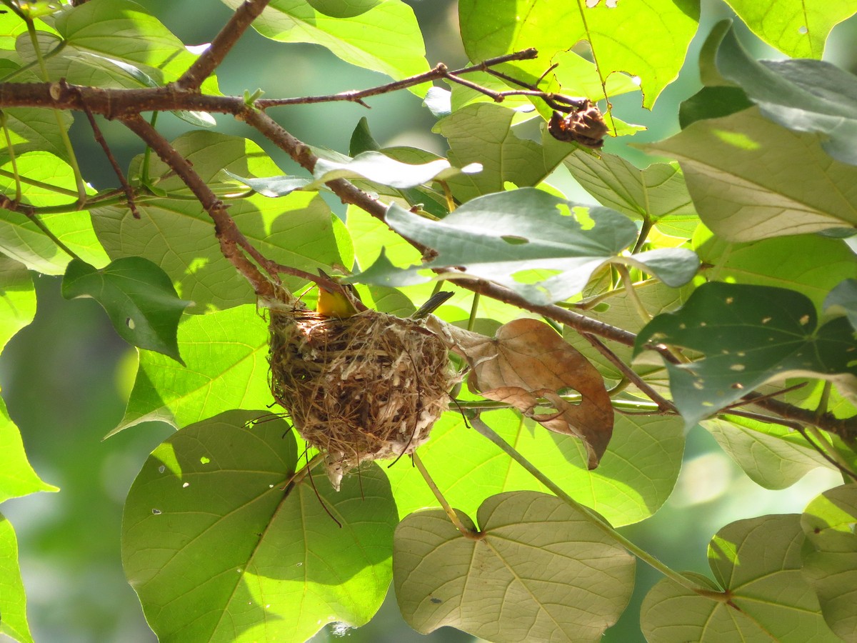 Lowland White-eye - ML633776959
