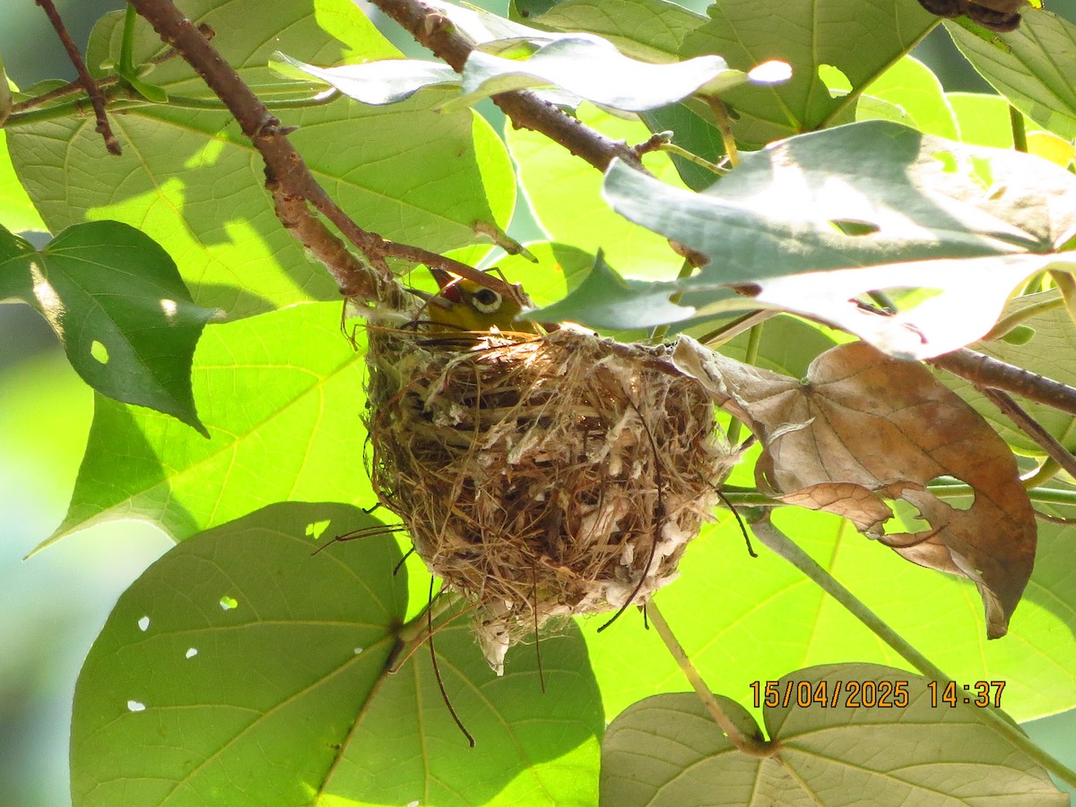 Lowland White-eye - ML633776960