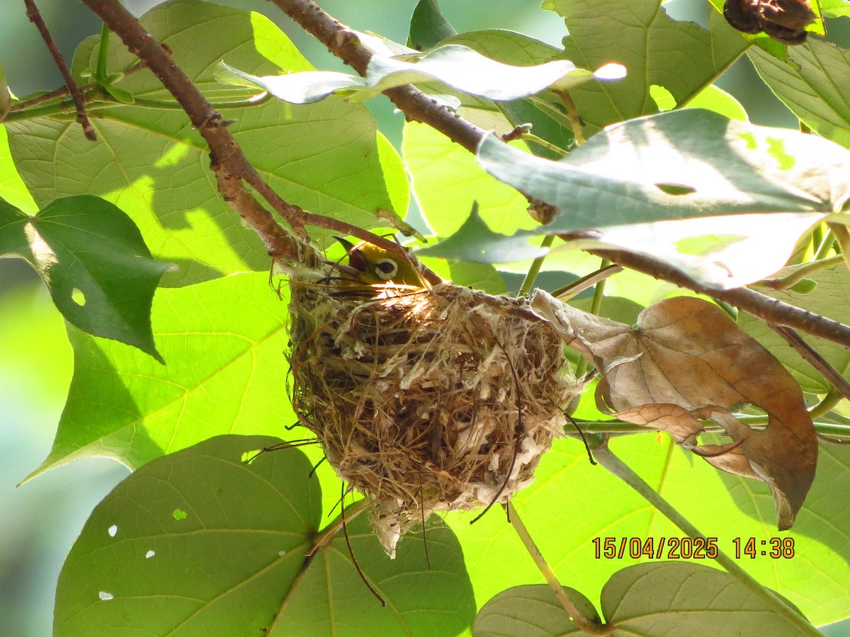 Lowland White-eye - ML633776961