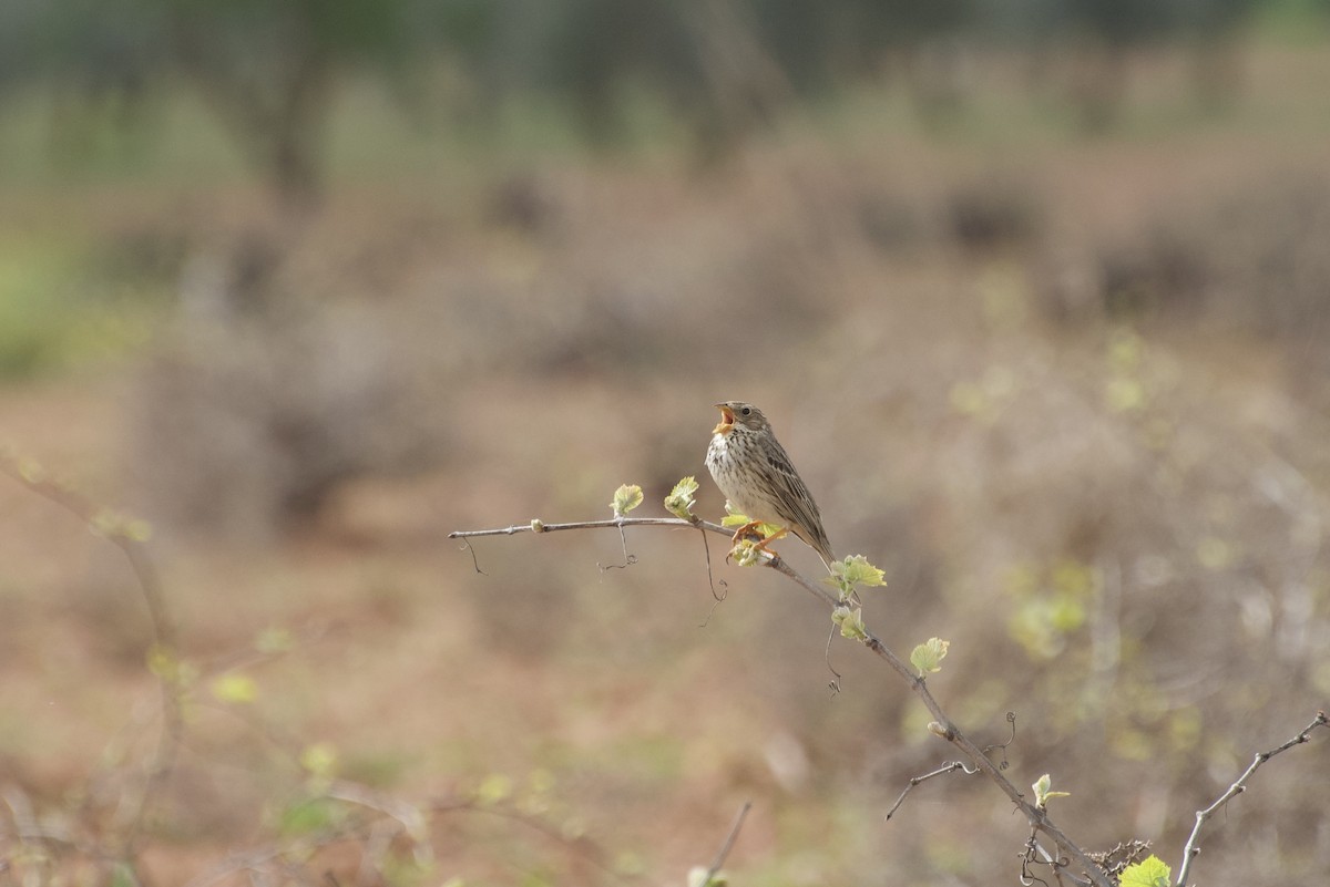 Corn Bunting - ML633776980
