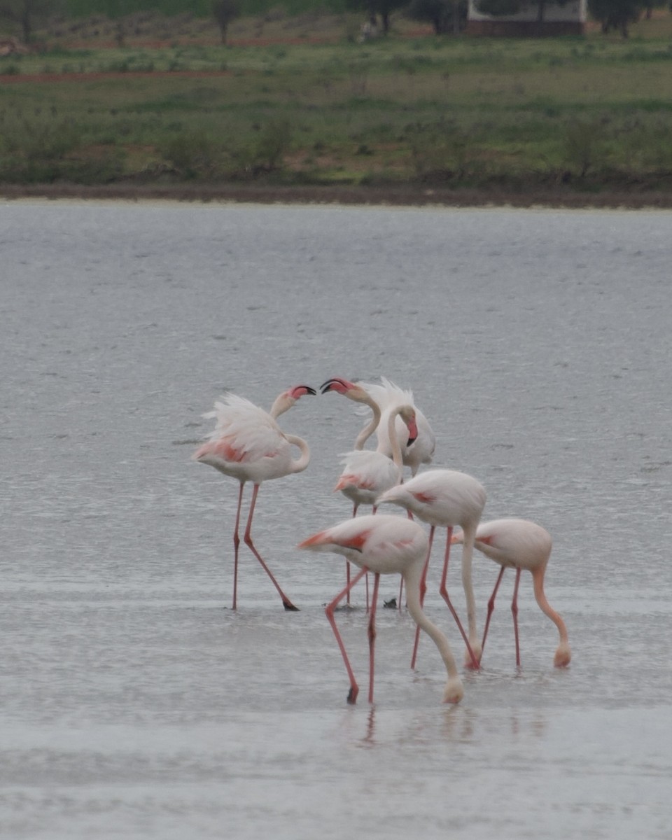 Greater Flamingo - ML633777000