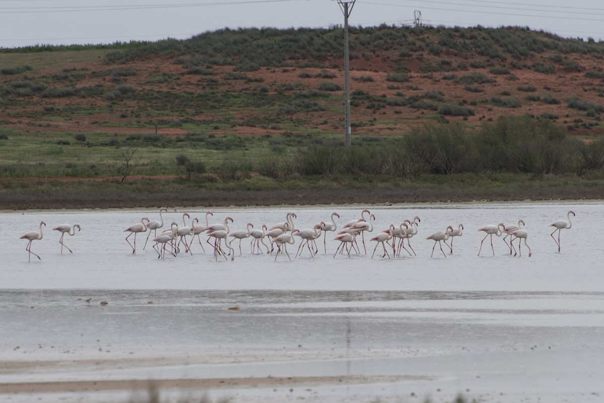 Greater Flamingo - ML633777001