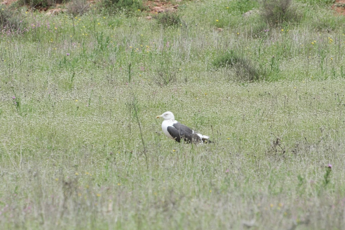 Lesser Black-backed Gull - ML633777002