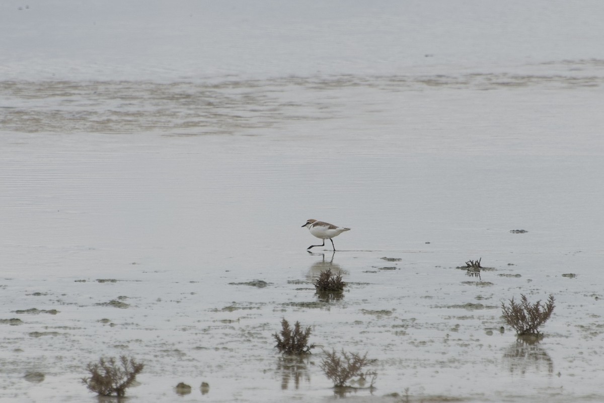 Kentish Plover - ML633777014